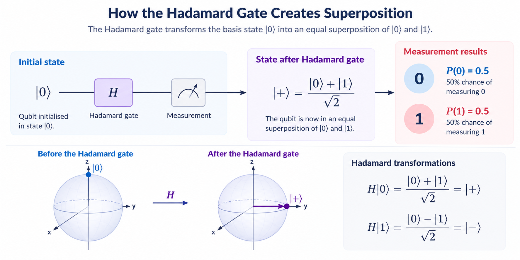 Diagram showing how the Hadamard gate transforms the qubit state |0โฉ into an equal superposition |+โฉ = (|0โฉ + |1โฉ)/√2, with a 50% probability of measuring either 0 or 1.